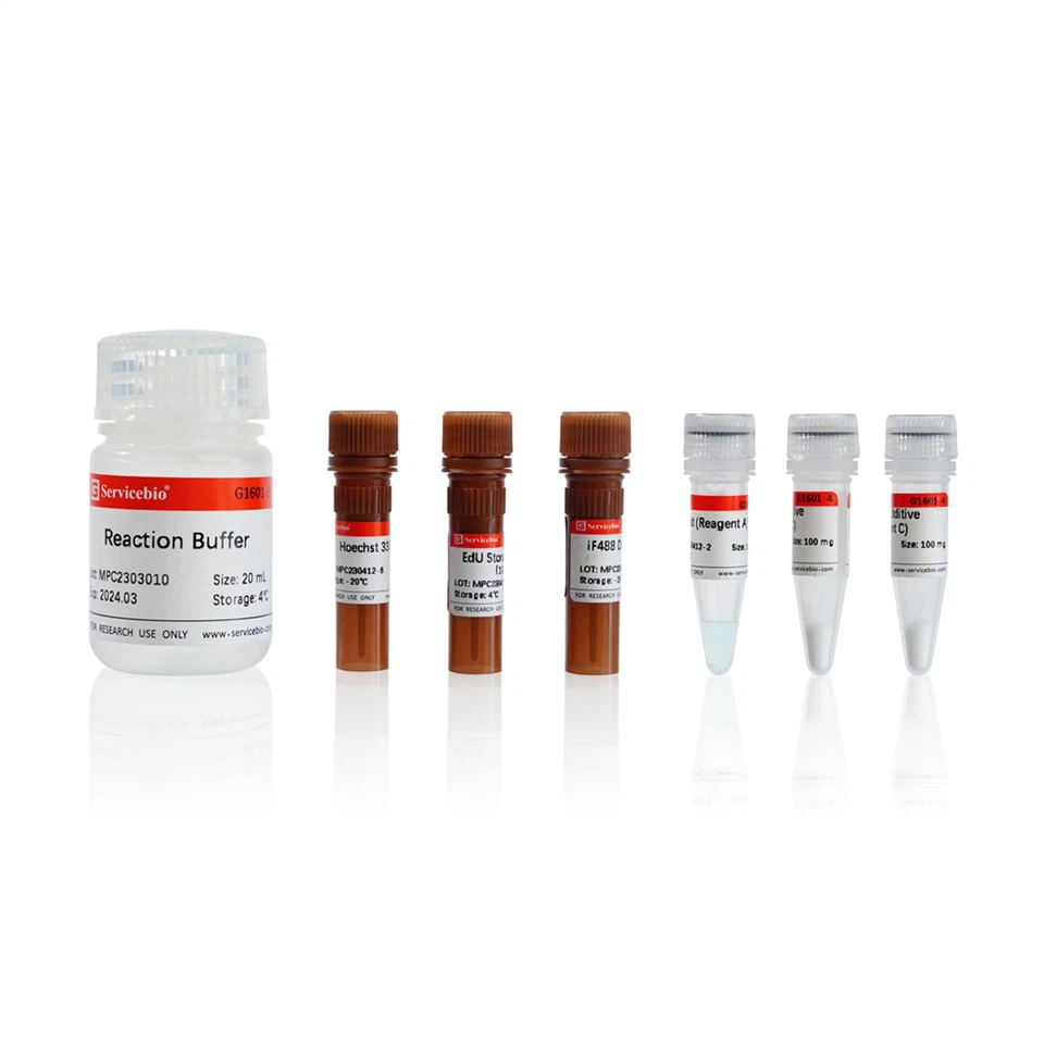 Click-iT EdU-488 Cell Proliferation Detection Kit