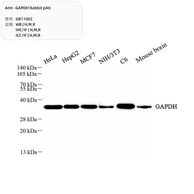 PAB anti-Gapdh Rabbit
